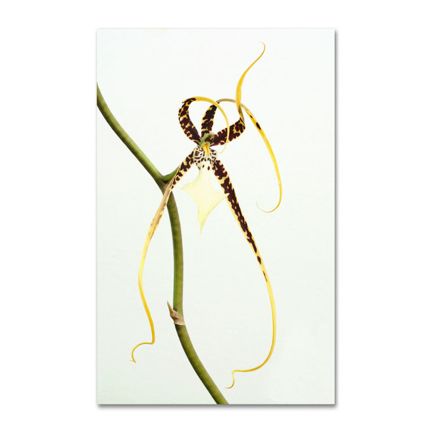 Trademark Fine Art Kurt Shaffer 'Spider Orchid' Canvas Art, 16x24 KS116-C1624GG